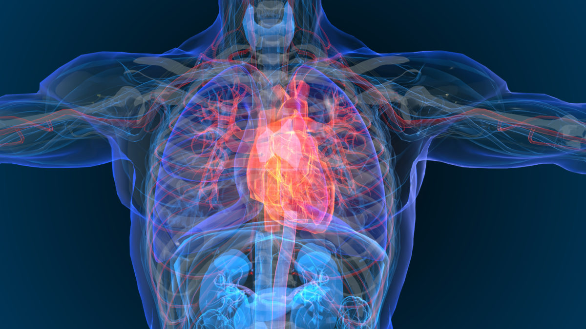 X-Ray Image of human chest, featuring the heart